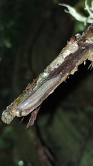 Meghimatium pictum