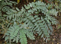 Robinia pseudoacacia