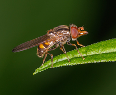 Rhingia nasica