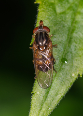 Rhingia nasica