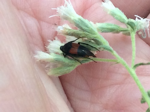 Ripiphoridae
