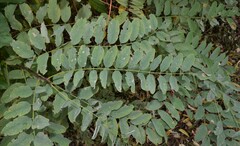 Robinia pseudoacacia