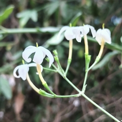 Angiospermae