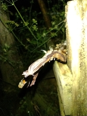 Meghimatium pictum