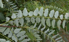 Robinia pseudoacacia