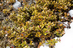 Gaultheria colensoi
