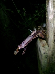 Meghimatium pictum