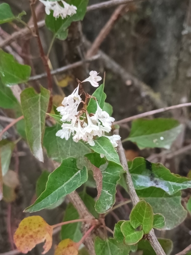 Image of Fallopia aubertii by (c) alcesevropsky, some rights reserved (CC BY-SA)