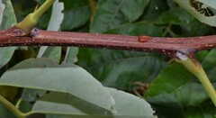 Robinia pseudoacacia