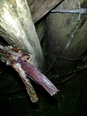 Meghimatium pictum