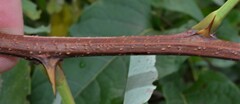 Robinia pseudoacacia
