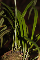 Elaphoglossum glabellum