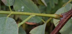 Robinia pseudoacacia