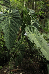 Anthurium queremalense