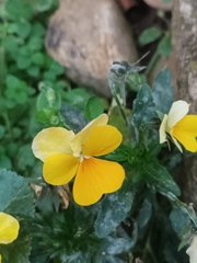 Viola × wittrockiana