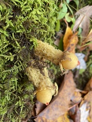 Calostoma lutescens