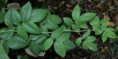 Rosa setigera