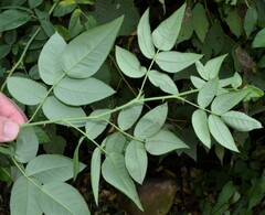 Rosa setigera