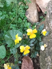 Viola × wittrockiana