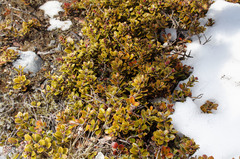 Gaultheria colensoi