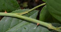 Rosa setigera
