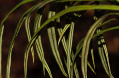 Elaphoglossum glabellum