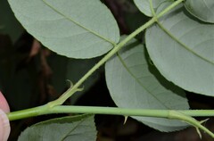 Rosa setigera