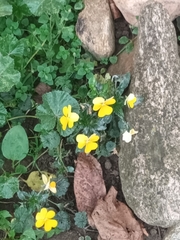 Viola × wittrockiana