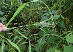 Sorghum halepense
