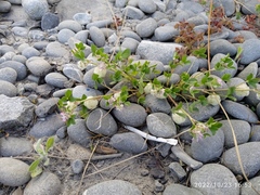 Trifolium tomentosum