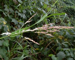 Sorghum halepense