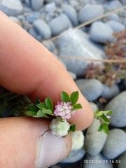 Trifolium tomentosum
