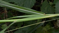Sorghum halepense