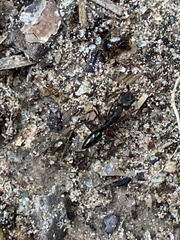 Odontomachus haematodus