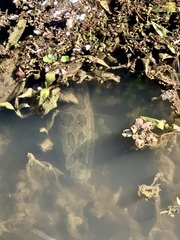 Channa argus