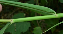 Sorghum halepense