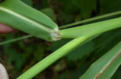 Sorghum halepense