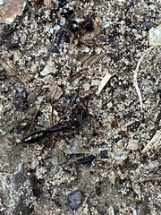 Odontomachus haematodus