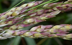 Sorghum halepense