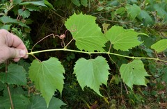 Vitis riparia