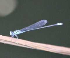 Pseudagrion microcephalum