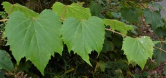 Vitis riparia