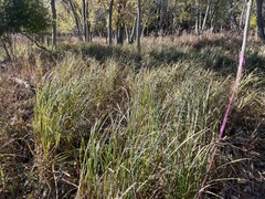 Carex lacustris