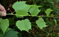Vitis riparia