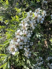 Leptospermum lanigerum