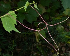Vitis riparia