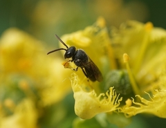 Hylaeus punctatus