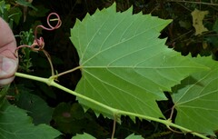 Vitis riparia