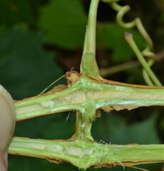 Vitis riparia