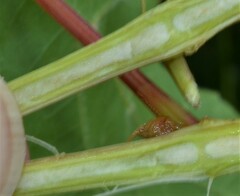 Vitis riparia